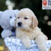 Image of Wesley, a Golden Retriever puppy