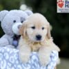 Image of Wesley, a Golden Retriever puppy
