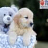 Image of Wesley, a Golden Retriever puppy