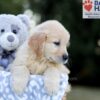 Image of Wesley, a Golden Retriever puppy