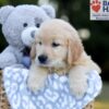 Image of Wesley, a Golden Retriever puppy