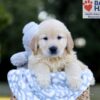 Image of Wesley, a Golden Retriever puppy