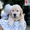 Image of Wesley, a Golden Retriever puppy