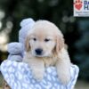 Image of Wesley, a Golden Retriever puppy