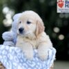 Image of Wesley, a Golden Retriever puppy