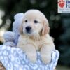 Image of Wesley, a Golden Retriever puppy