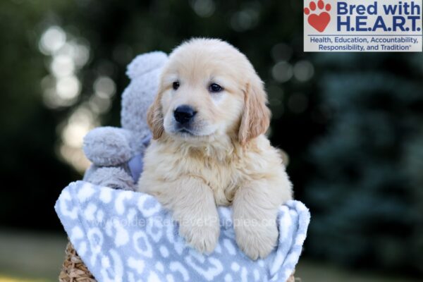 Image of Wesley, a Golden Retriever puppy
