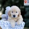 Image of Wesley, a Golden Retriever puppy