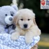 Image of Weston, a Golden Retriever puppy