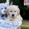 Image of Weston, a Golden Retriever puppy