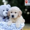 Image of Weston, a Golden Retriever puppy