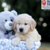 Image of Weston, a Golden Retriever puppy
