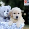 Image of Weston, a Golden Retriever puppy