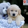 Image of Weston, a Golden Retriever puppy