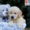 Image of Weston, a Golden Retriever puppy