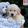 Image of Weston, a Golden Retriever puppy