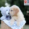 Image of Will, a Golden Retriever puppy