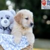Image of Will, a Golden Retriever puppy