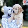Image of Will, a Golden Retriever puppy