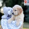 Image of Will, a Golden Retriever puppy
