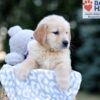 Image of Will, a Golden Retriever puppy