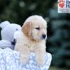 Image of Will, a Golden Retriever puppy