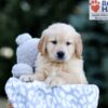 Image of Will, a Golden Retriever puppy
