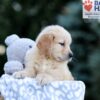 Image of Will, a Golden Retriever puppy