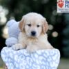 Image of Will, a Golden Retriever puppy