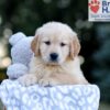 Image of Will, a Golden Retriever puppy
