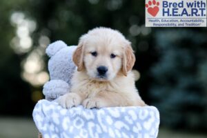 Image of Will, a Golden Retriever puppy