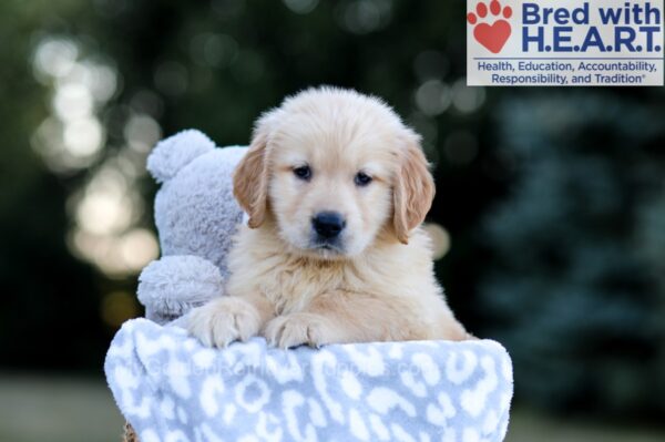 Image of Will, a Golden Retriever puppy