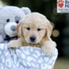 Image of Willow, a Golden Retriever puppy