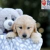 Image of Willow, a Golden Retriever puppy