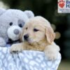 Image of Willow, a Golden Retriever puppy
