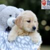 Image of Willow, a Golden Retriever puppy