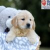 Image of Willow, a Golden Retriever puppy