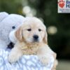 Image of Willow, a Golden Retriever puppy