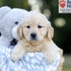 Image of Willow, a Golden Retriever puppy