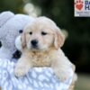 Image of Willow, a Golden Retriever puppy