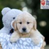 Image of Willow, a Golden Retriever puppy