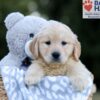 Image of Willow, a Golden Retriever puppy