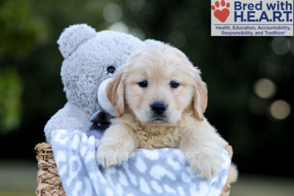 Image of Willow, a Golden Retriever puppy