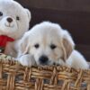 Image of Winnie, a Golden Retriever puppy