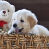 Image of Winnie, a Golden Retriever puppy