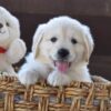 Image of Winnie, a Golden Retriever puppy