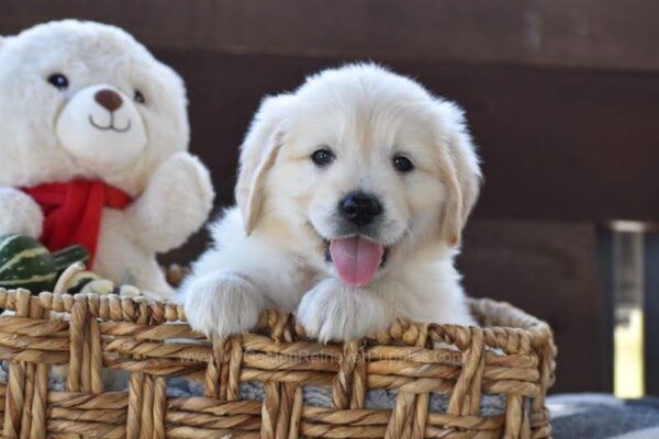 Image of Winnie, a Golden Retriever puppy