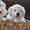 Image of Winnie, a Golden Retriever puppy