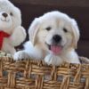 Image of Winnie, a Golden Retriever puppy