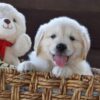 Image of Winnie, a Golden Retriever puppy